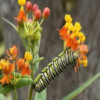 Gusjenica leptira monarha planinske zemlje Dave Bunling