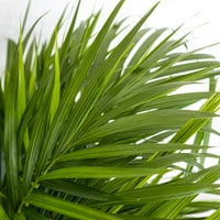 United Nursery Live Areca Palm Indoor Tropska biljka visoka u 10 inča uzgajivača sa zelenim frondovima