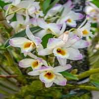 Orhideja dendrobium od Lise S. Engelbrecht