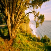 Stablo na obali, Big Sur, Kalifornija, SAD tiskanje plakata