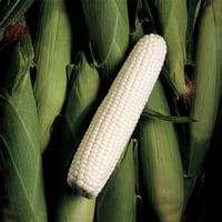Slatki kukuruz srebro kralj f sjeme, polovica kilograma sjemena tretiranog za optimalan rast ukusnog slatkog kukuruza,