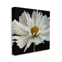 Stupell Industries Luminous White Daisy fini cvjetni detalji Dizajn Dianne Poinski, 30 30