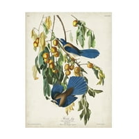 John James Audubon Florida J ulje na platnu